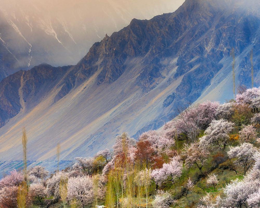 Cherry Blossom Season ; Northern Areas of Pakistan Flourish with Multi-Colors in Spring