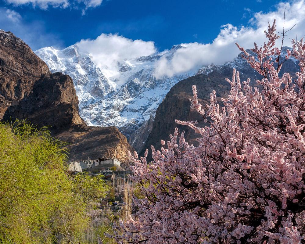 Cherry Blossom Season ; Northern Areas of Pakistan Flourish with Multi-Colors in Spring