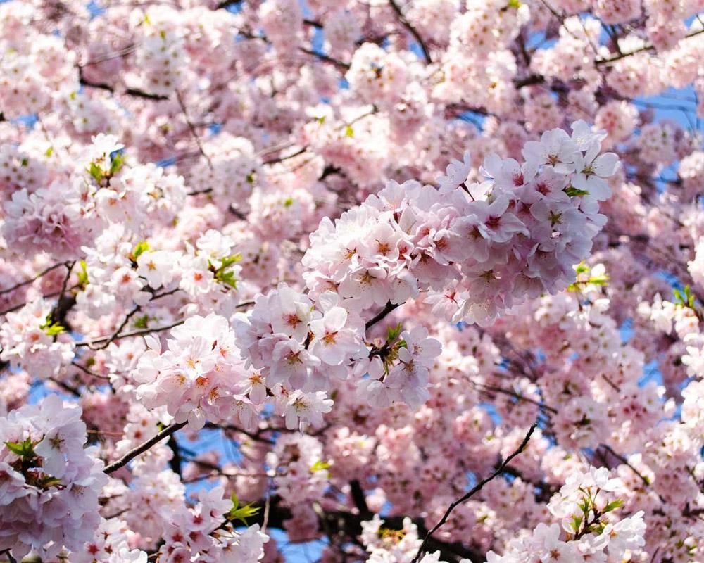 Cherry Blossom Season ; Northern Areas of Pakistan Flourish with Multi-Colors in Spring