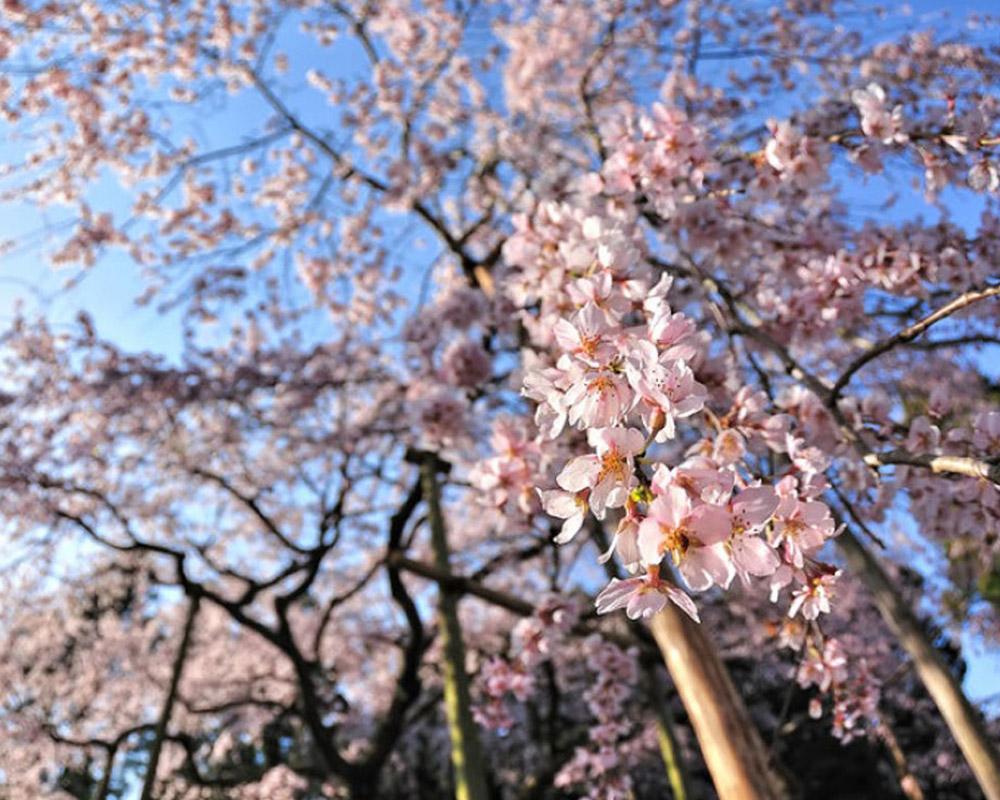 Cherry Blossom Season ; Northern Areas of Pakistan Flourish with Multi-Colors in Spring