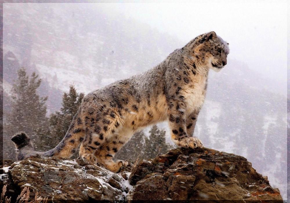 Chitral-Gol-National-Park