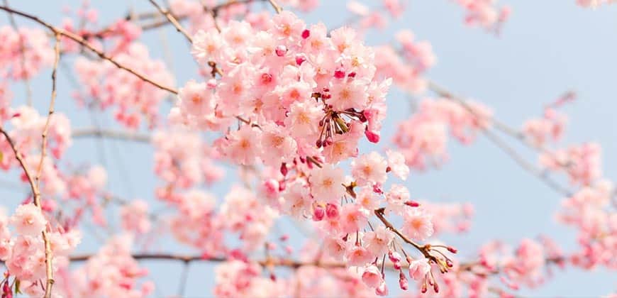 Hunza, Minapin & Nagar Valley Cherry Blossom 7 Days 6 Nights Tour