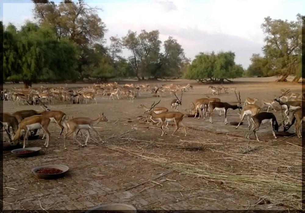 Lal-Suhanra-National-Park