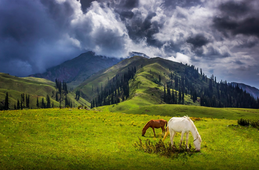 gazing horses at Siripaye meadows